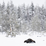 BB_20220220_0306 / Gulo gulo / Jerv