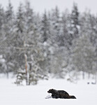 BB_20220220_0313 / Gulo gulo / Jerv