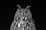 BB_20220223_0617-Rediger / Bubo bubo / Hubro