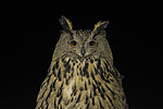 BB_20220223_0617 / Bubo bubo / Hubro