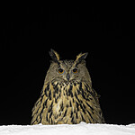 BB_20220223_0620 / Bubo bubo / Hubro