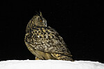 BB_20220223_0911 / Bubo bubo / Hubro