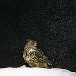 BB_20220224_0012 / Bubo bubo / Hubro