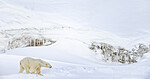 BB_20220419_0340 / Ursus maritimus / Isbjørn