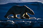 BB_20220419_0957 / Ursus maritimus / Isbjørn