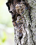 BB_20220603_0044 / Glaucidium passerinum / Spurveugle