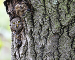 BB_20220603_0053 / Glaucidium passerinum / Spurveugle