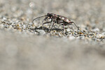 BB_20220603_0159 / Cicindela maritima / Elvesandjeger