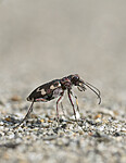 BB_20220603_0160-2 / Cicindela maritima / Elvesandjeger
