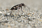 BB_20220603_0160 / Cicindela maritima / Elvesandjeger