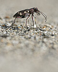 BB_20220603_0161 / Cicindela maritima / Elvesandjeger