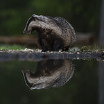 BB_20220630_0055 / Meles meles / Grevling