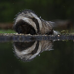 BB_20220630_0058 / Meles meles / Grevling