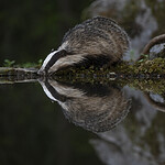 BB_20220630_0066-SharpenAI-Focus / Meles meles / Grevling