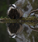 BB_20220630_0076-SharpenAI-Focus / Meles meles / Grevling