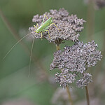 BB_20220902_0009-SharpenAI-Focus / Meconema thalassinum / Eikegresshoppe <br /> Seseli libanotis / Hjorterot