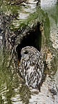 BB_20220905_0021 / Betula pubescens / Bjørk <br /> Strix aluco / Kattugle