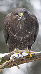 BB_20221209_0023 / Buteo buteo / Musvåk