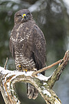 BB_20221209_0041 / Buteo buteo / Musvåk