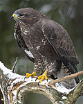 BB_20221209_0077 / Buteo buteo / Musvåk