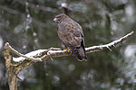 BB_20221209_0116 / Buteo buteo / Musvåk