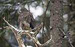 BB_20221209_0142 / Buteo buteo / Musvåk