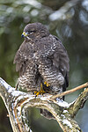 BB_20221209_0167 / Buteo buteo / Musvåk