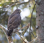 BB_20221209_0545 / Buteo buteo / Musvåk