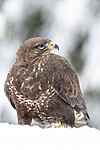 BB_20221219_0044 / Buteo buteo / Musvåk