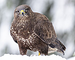 BB_20221219_0046 / Buteo buteo / Musvåk
