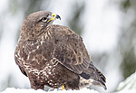 BB_20221219_0047 / Buteo buteo / Musvåk
