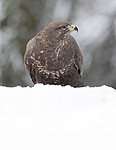 BB_20221219_0052 / Buteo buteo / Musvåk