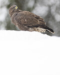 BB_20221219_0268 / Buteo buteo / Musvåk