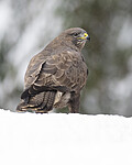 BB_20221219_0319-2 / Buteo buteo / Musvåk