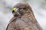 BB_20221219_0350-SharpenAI-Focus / Buteo buteo / Musvåk