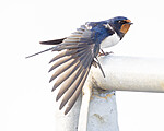 BB_20230518_0357 / Hirundo rustica / Låvesvale