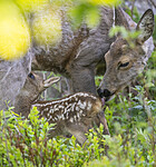 BB_20230520_0410- / Capreolus capreolus / Rådyr