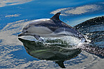 BB_20230723_0891 / Delphinus delphis / Gulflankedelfin