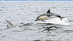 BB_20230806_1318 / Delphinus delphis / Gulflankedelfin