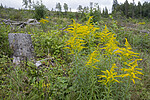 BB_20230813_0070 / Solidago canadensis / Kanadagullris