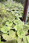BB_20230825_0015 / Petasites hybridus / Legepestrot