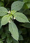 BB_20230829_0004 / Impatiens parviflora / Mongolspringfrø