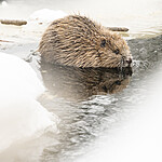 BB_20240220_0037 / Castor fiber / Bever