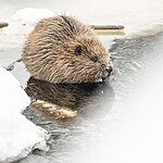 BB_20240220_0040 / Castor fiber / Bever