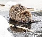 BB_20240220_0054 / Castor fiber / Bever