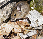 BB_20240422_0115 / Apodemus sylvaticus / Småskogmus