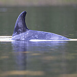 BB_20240529_0019fokus / Grampus griseus / Arrdelfin