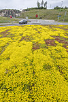 BB_20240615_0002 / Sedum acre / Bitterbergknapp