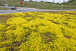 BB_20240615_0004 / Sedum acre / Bitterbergknapp