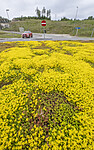 BB_20240615_0006 / Sedum acre / Bitterbergknapp